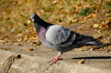 Güvercin. Sonbahar parkında güvercin portresi