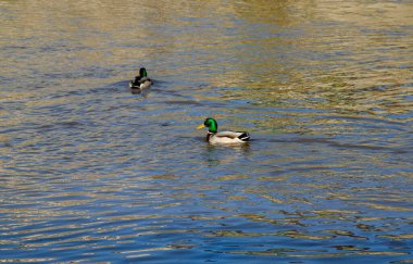 Vahşi ördekler gölde yüzer. Ördekli göl