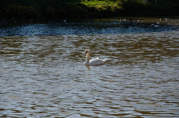 湖の中の孤独な白鳥 — ストック写真