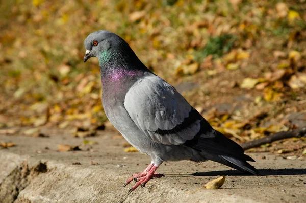 Güvercin. Sonbahar parkında güvercin portresi