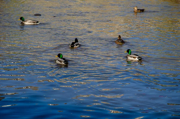 Anatre Selvatiche Nuotano Sul Lago Lago Con Anatre — Foto Stock