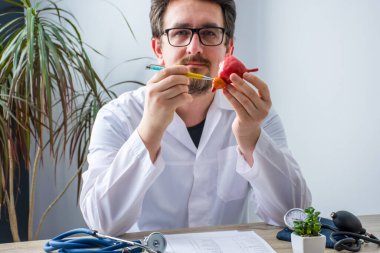 İş yerindeki doktor, randevusu sırasında kameraya bakar. Hastanın anatomik prostat modelini gösterir. Eline organına odaklanmış mesanesi vardır. Profesyonel tıbbi teşhis prostatı.  