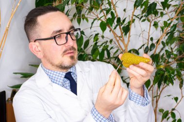 Doktor ve pankreas. Randevudaki doktor pankreasın hasta anatomik modelini gösteriyor. Bu da endokrin ve sindirim sisteminde patoloji veya fonksiyon bozukluğu olabileceğini gösteriyor.