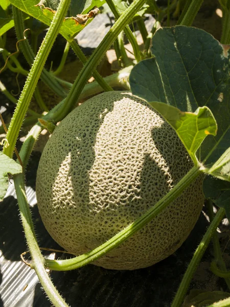 Exploração agrícola — Fotografia de Stock