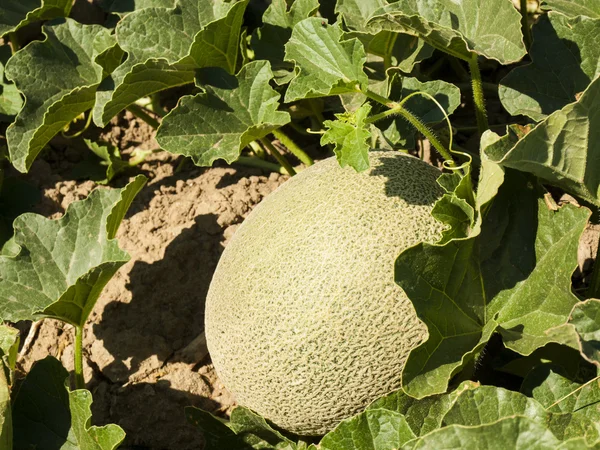 Farm — Stock Photo, Image