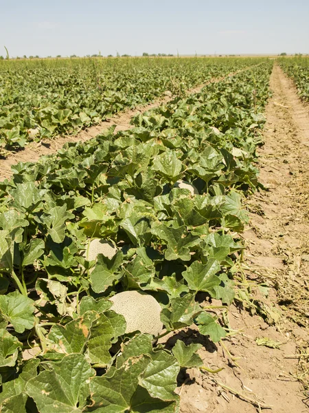 Farm — Stock Photo, Image