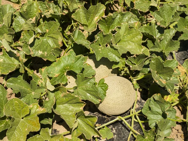 Exploração agrícola — Fotografia de Stock