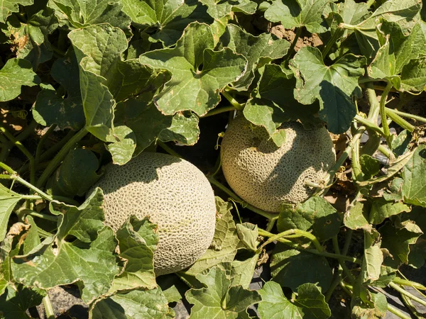 Exploração agrícola — Fotografia de Stock