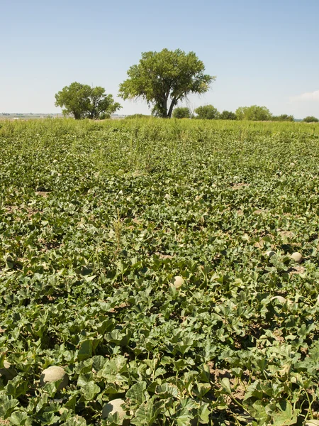 Exploração agrícola — Fotografia de Stock