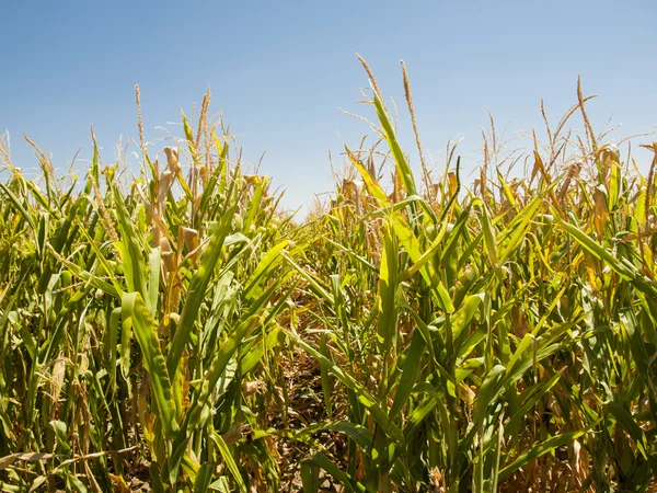 Exploração agrícola — Fotografia de Stock