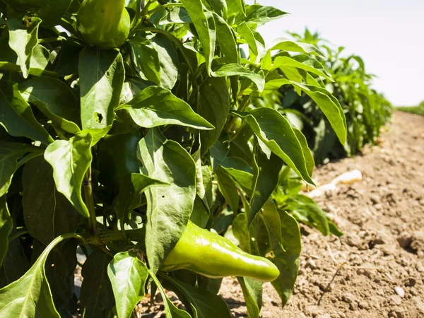 Exploração agrícola — Fotografia de Stock