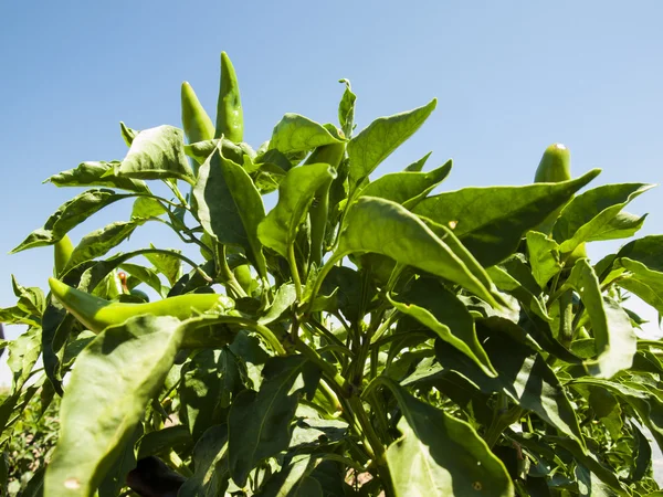 Farm — Stock Photo, Image