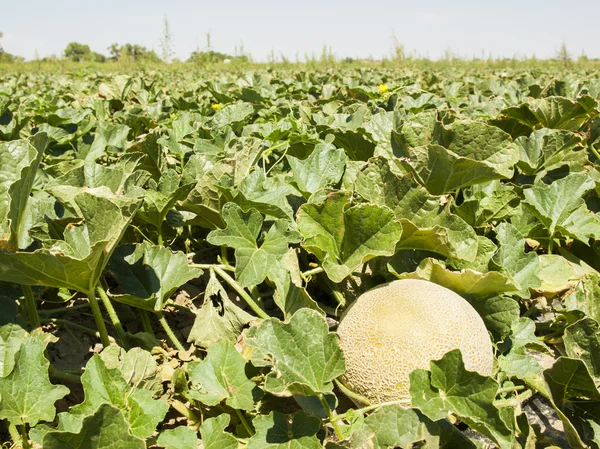 Exploração agrícola — Fotografia de Stock