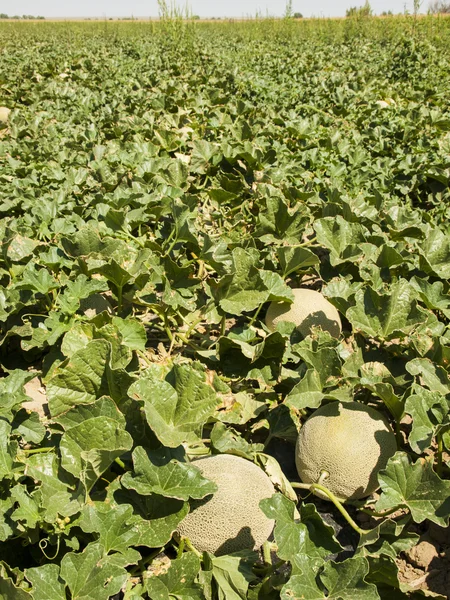 Exploração agrícola — Fotografia de Stock