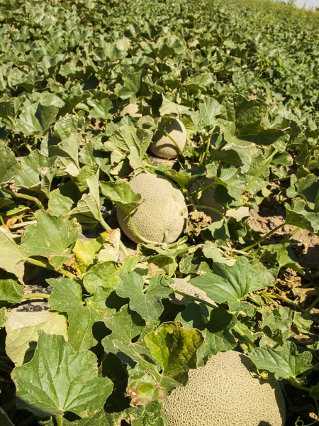 Boerderij — Stockfoto