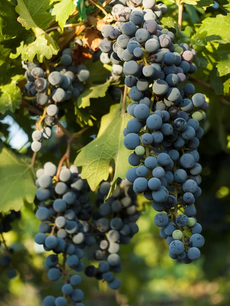 Vineyard — Stock Photo, Image