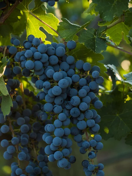 Vineyard — Stock Photo, Image