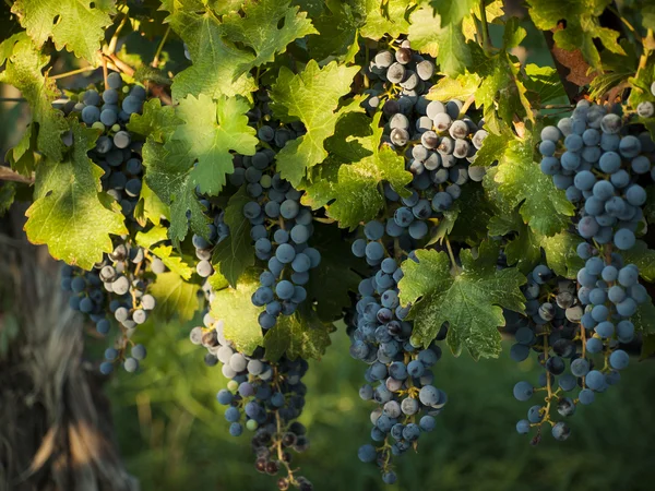 Vineyard — Stock Photo, Image