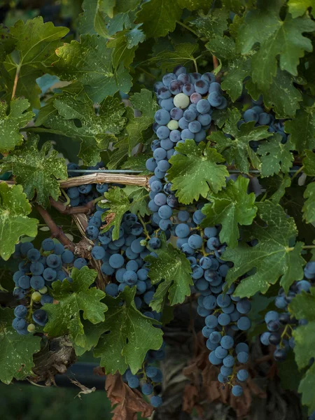 Vineyard — Stock Photo, Image