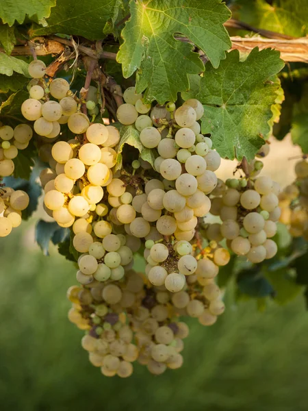 Vineyard — Stock Photo, Image