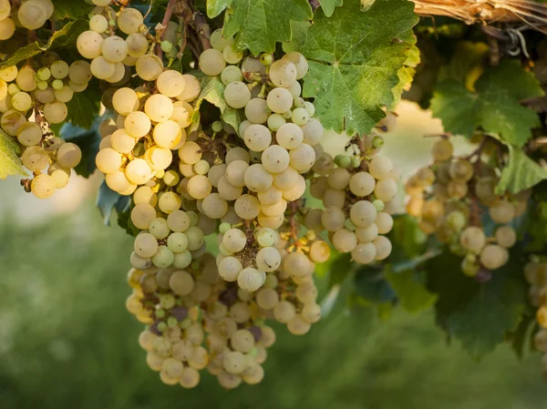 Viñedo — Foto de Stock