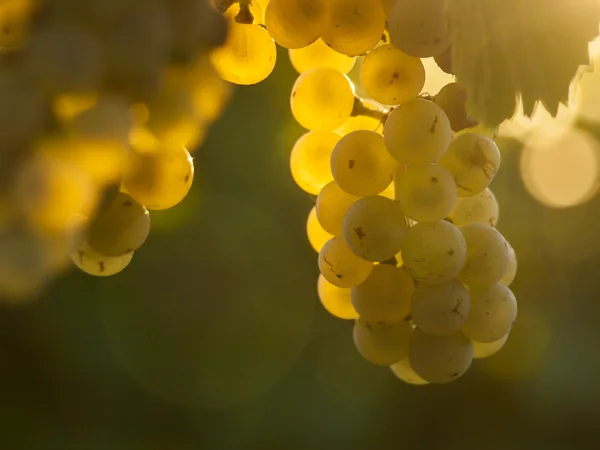 Vineyard — Stock Photo, Image