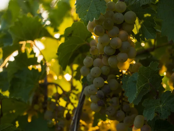 Viñedo — Foto de Stock