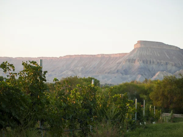 Vineyard — Stock Photo, Image