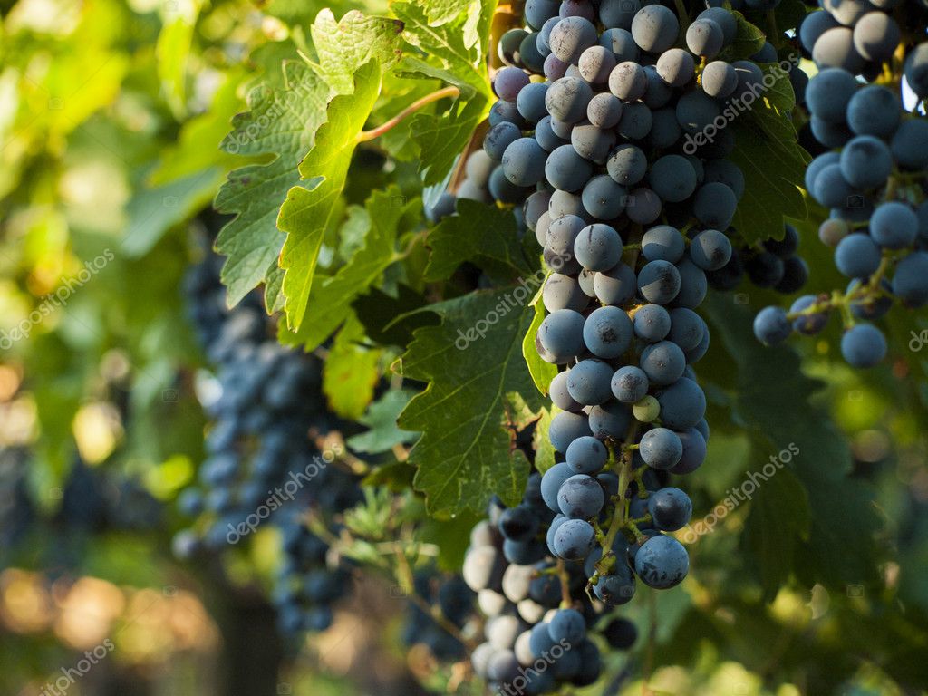 Vignoble Image Libre De Droit Par Urban Light C