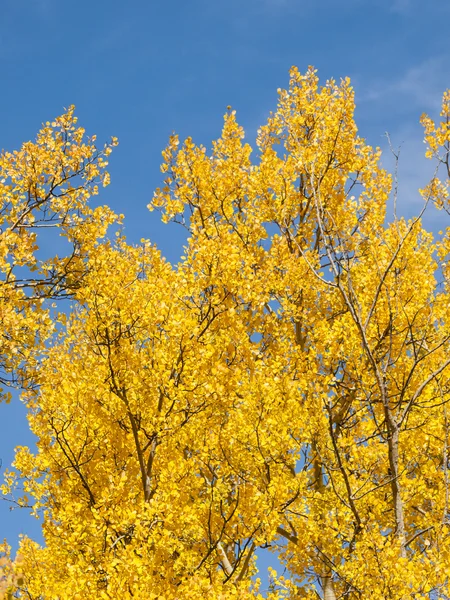 Желтые осины — стоковое фото