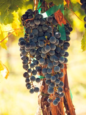 Üzüm bağı