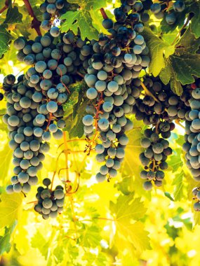 Üzüm bağı