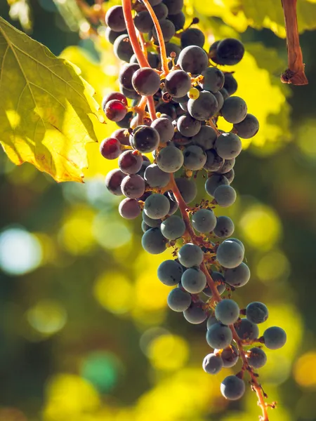 Vineyard — Stock Photo, Image