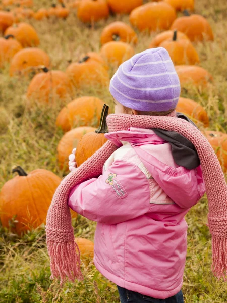 Parche de calabaza —  Fotos de Stock