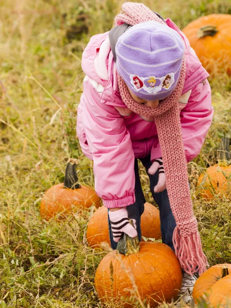 Pumpkin patch — Stock Photo, Image