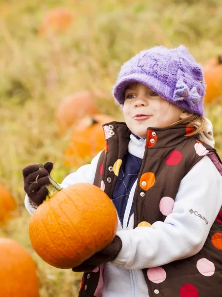 Pumpkin patch — Stockfoto