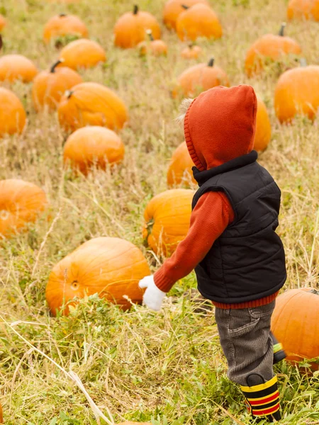 Pumpkin patch — Stockfoto