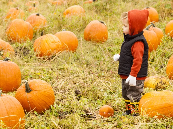 Pumpkin patch — Stock Photo, Image