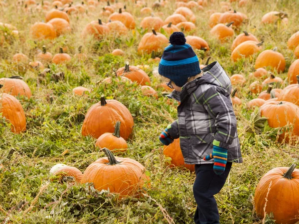 Pumpkin patch — Stockfoto