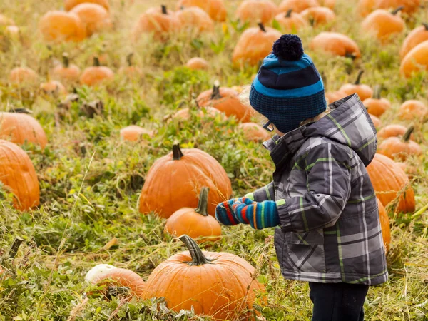 Patch di zucca — Foto Stock