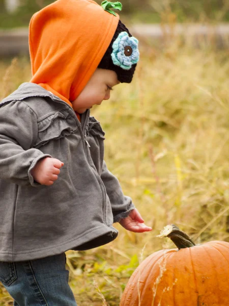 Parche de calabaza —  Fotos de Stock