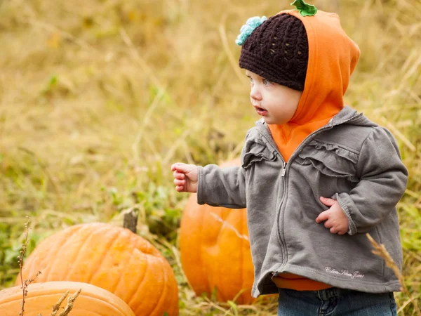 Pumpkin patch — Stockfoto