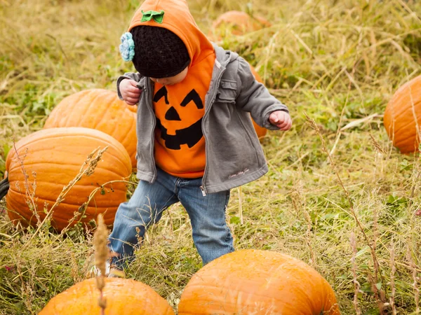 Pumpkin patch — Stockfoto