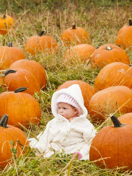 Pompoen patch — Stockfoto