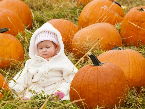 Pompoen patch — Stockfoto