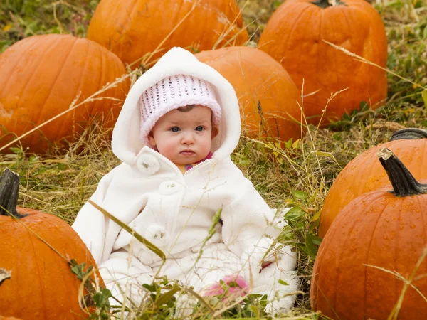 Pompoen patch — Stockfoto