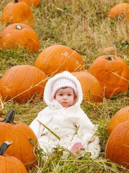 Pompoen patch — Stockfoto