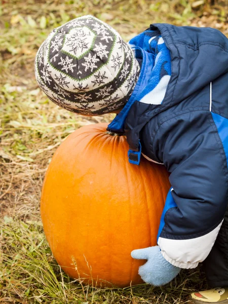 Patch di zucca — Foto Stock