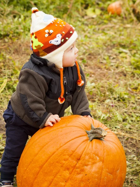 Pumpkin patch — Stock Photo, Image