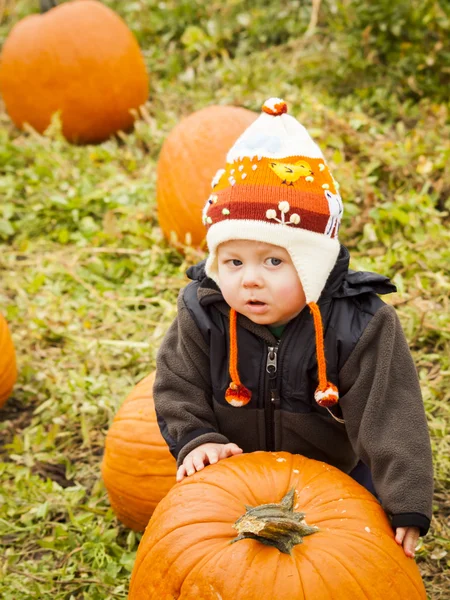 Pumpkin patch — Stockfoto